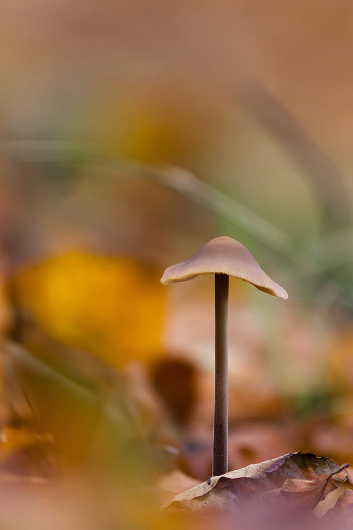 houba, Lesní půda, podzim, přírodní, Les, Dánsko, bokeh