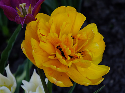 bloem, geel, Closeup, helder, Tuin, zomer