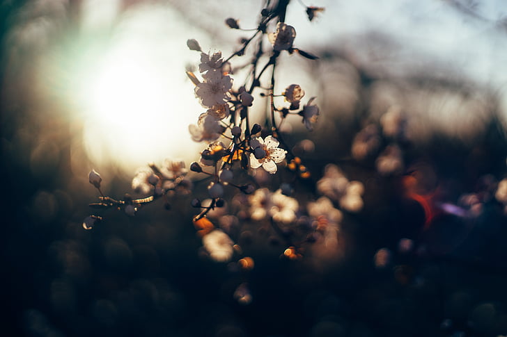 bloemen, zonsondergang, Leafs, natuur, tak, boom, lente