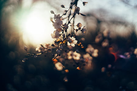 flores, puesta de sol, hojas, naturaleza, rama, árbol, primavera