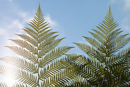 tree fern, huge, of giant, filigree, nature, flora, plant