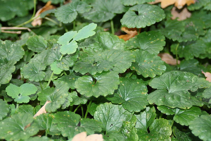 green, ground cover, plant, nature, leaves, leaf, green Color
