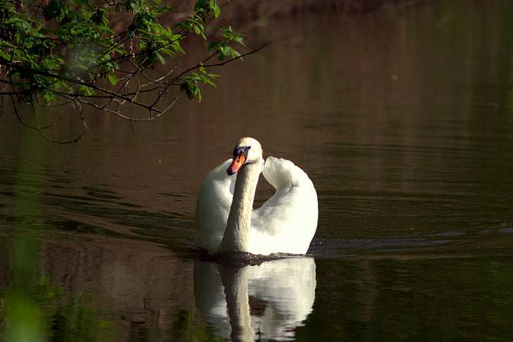 Swan, fågel, sjön, naturen, vilda fåglar, vatten fågel, vatten