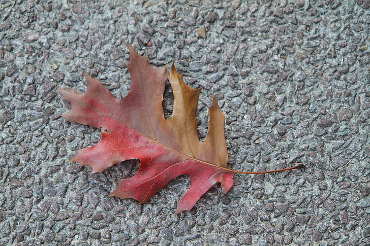 folha de outono, colorido, folhagem, vermelho, marrom, único