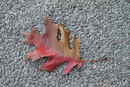 na podzim listy, barevné, listoví, červená, hnědá, jeden