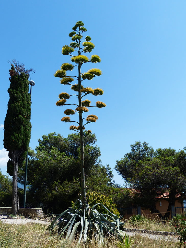 agave, inflorescence, agavengewächs, liliaceae, asparagus plant, asparagaceae, century plant