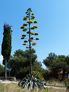 Agave, inflorescență, agavengewächs, Liliaceae, planta de sparanghel, Asparagaceae, lea plante