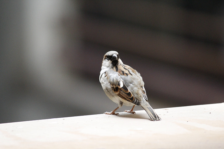 Sparrow, con chim, Thiên nhiên, động vật hoang dã, vector chim