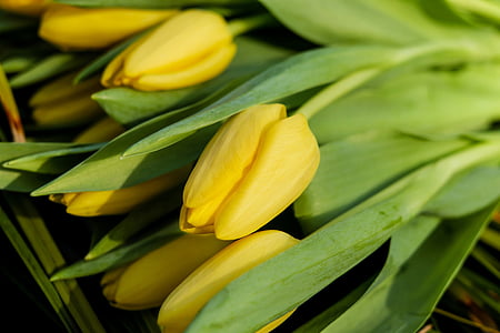 tulipes, flors, flor, flor, groc, flor tallada, primavera