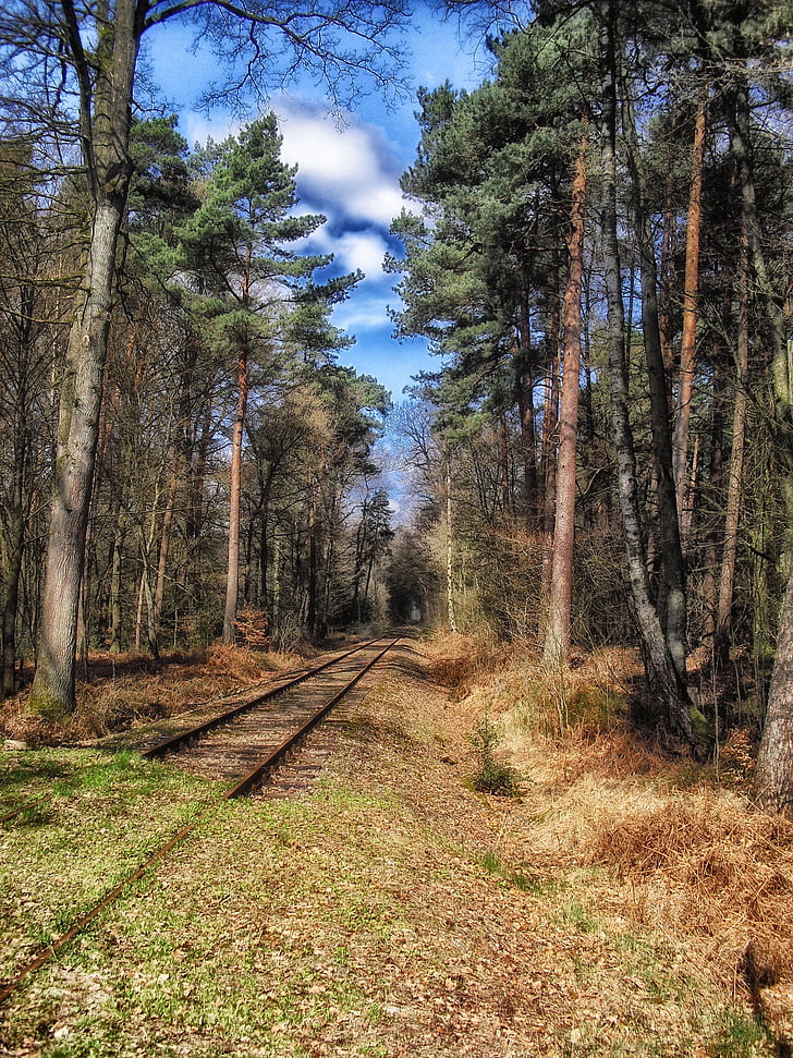Tyskland, jernbanen, Railway, spor, skov, træer, Woods