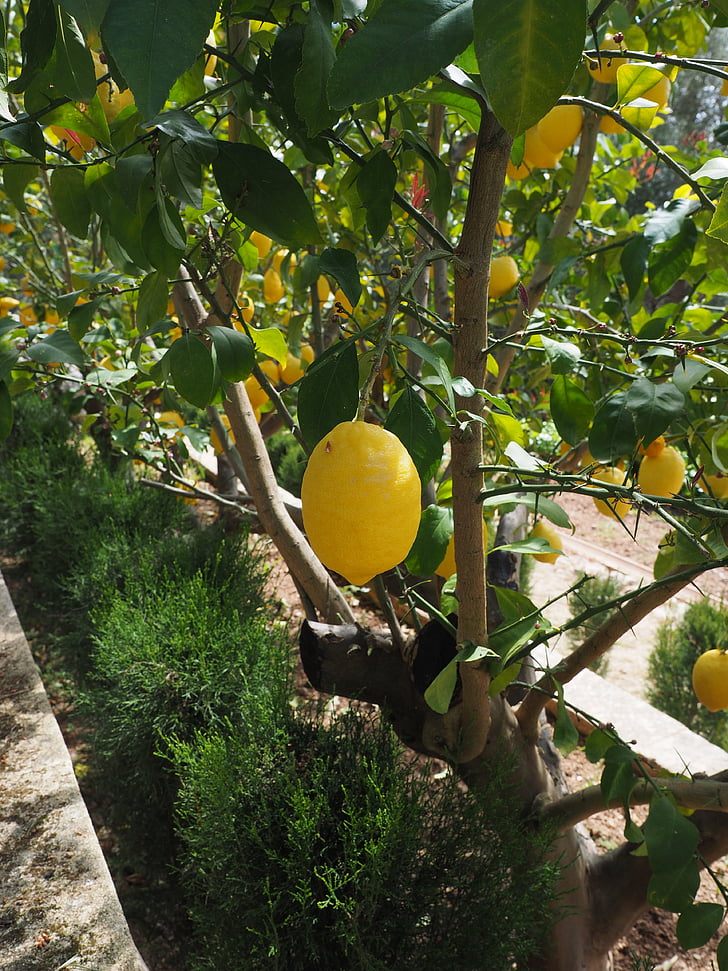 Zitrone, Limone, Zitronenbaum, Citrus × Limon, Zitrus, Obst, tropische Früchte
