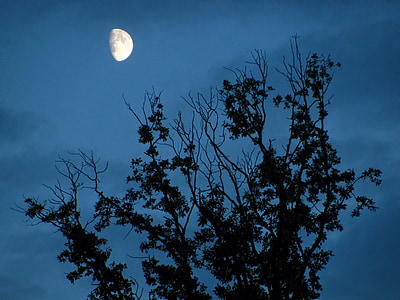 Księżyc, blask księżyca, światło księżyca, drzewo, drzewa, ciemne, Oddział