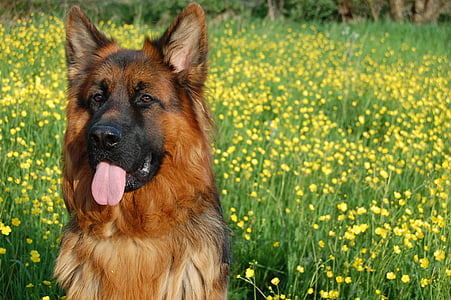 german shepherd, friend, long-haired, meadow, language, smiling, glaucoma