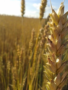wheat, grain, seeds, springfield, harvest