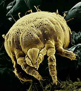 цитрусови жълт кърлеж, макрос, електронен микроскоп, възвеличи, acariform, lorryia Формоза, tydeinae