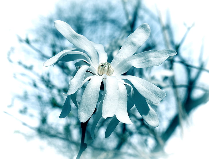blue star magnolia, filter, magnolia, tree, plant, garden, nature