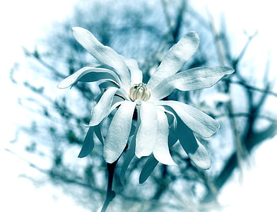 blu star magnolia, filtro, Magnolia, albero, pianta, giardino, natura