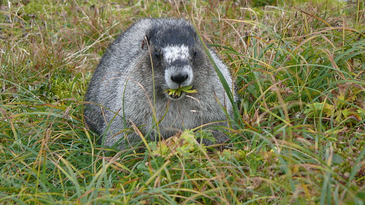 a marmot, animals, rodent, animal, mammal, cute, nature