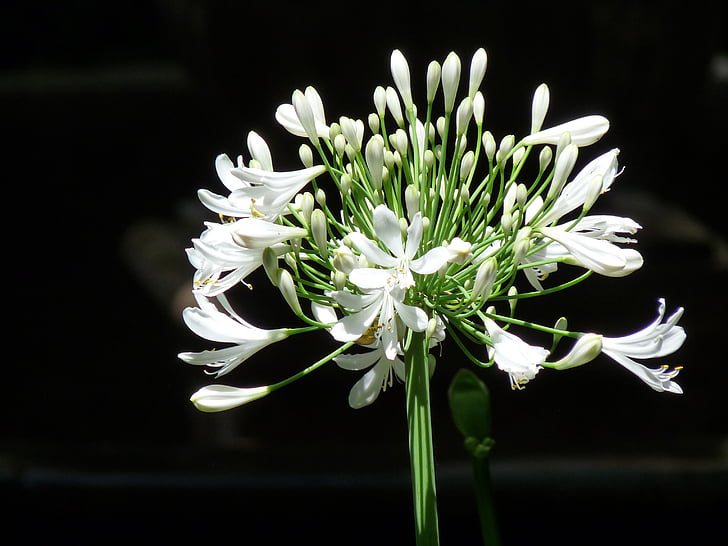 白色, 花, díszhagyma, 自然, 植物, 特写, 花瓣