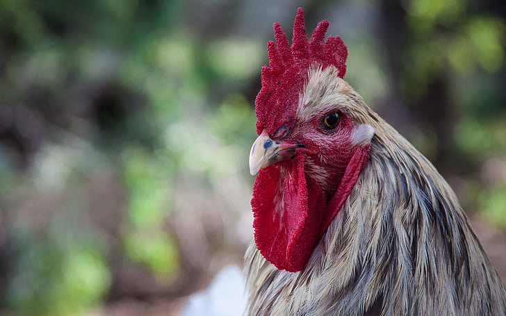 rooster, chicken, attitude, cockerel, poultry, chicken - bird, livestock