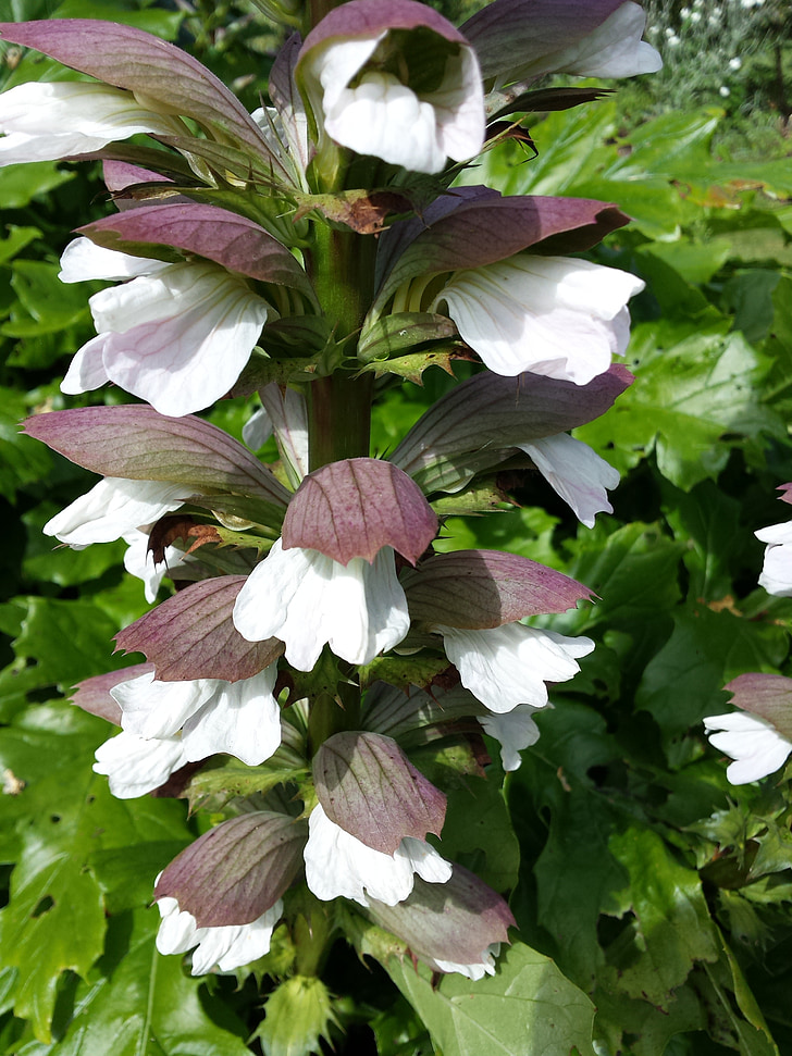 acanthus, white-pink flowers, dark green leaves, plant