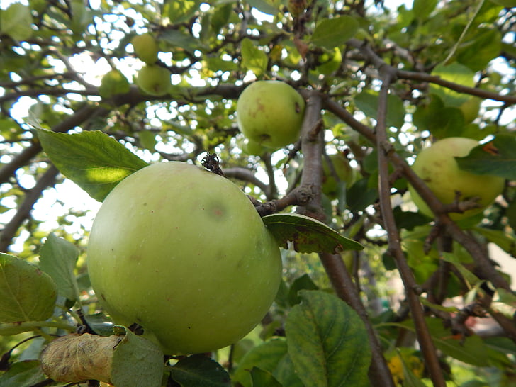Apple, frukt, träd, lastpall massaved, givande äppelträd, gren med äpplen