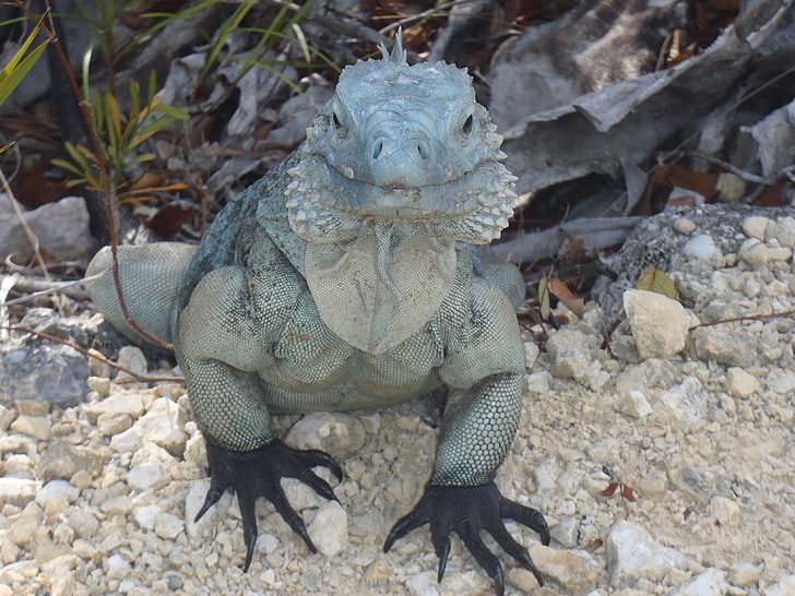 Iguana, sinine, Grand cayman