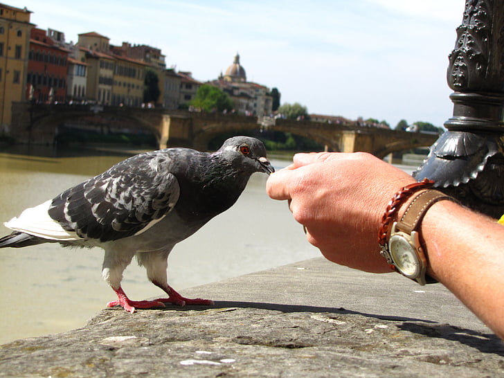 Firenze, Pigeon, fodring