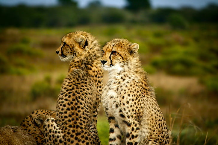 Cheetah, Pasangan, dua, bersama-sama, satwa liar, hewan, Predator