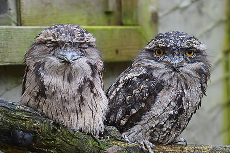 tawny frogmouth owl, owl, predator, australia, bird, pair, grey