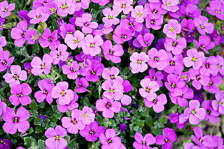 sininen tyyny, puutarhakasvi, violetti, vaaleanpunainen, Cross kukkia, Puutarha, Koristekasvi