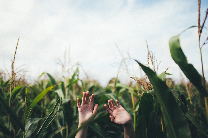 selective, focus, person, s, hands, surrounded, corn