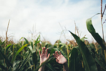 selective, focus, person, s, hands, surrounded, corn
