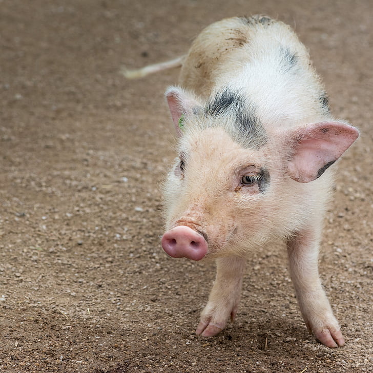 無料写真 自然 動物 豚 かわいい ピグレット 小さな 目 Hippopx