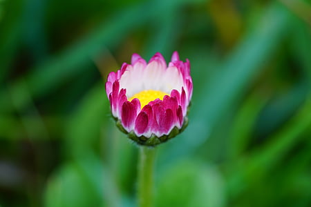 Daisy, Blume, Blüte, Bloom, Bellis-Philosophie, rot, Rosa