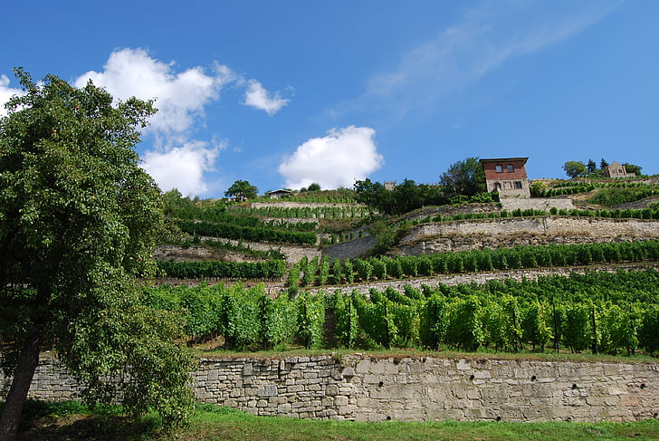 szőlő, környéken: Freyburg, Saale-unstrut, nyári, teraszok vineyard, mezőgazdaság, természet