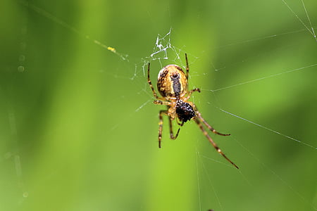 spider, arachnid, network, prey, close, macro, forest