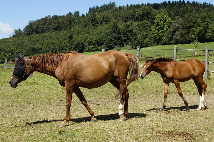 Mare, moeder met kind, moeder en kind, paarden, Horse pasture, paddock, koppeling