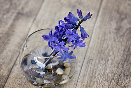 zambila, floare, flori de primăvară, vaza, decorative din sticlă, pietre, floare mirositoare