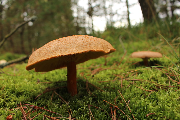mushroom, green, denmark, forest, ground, brown, beautiful