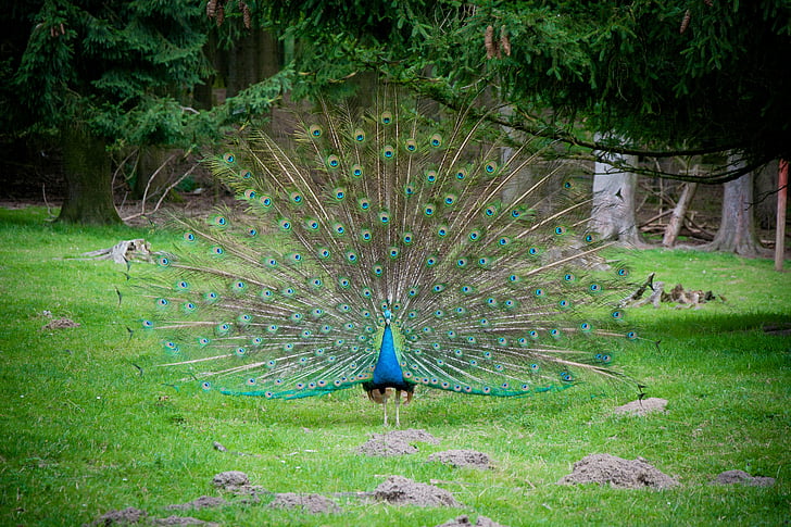 blå peacock, balz, våren krone, Fasan-lignende, dekorativ fugler, Hønsefugler, PaVo cristatus