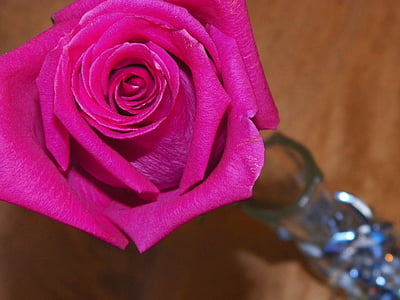 Rosa, flor, brot, natura, l'amor, pètal, elegants
