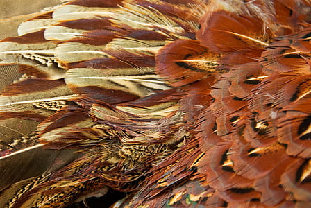 Faisan de Colchide, coq, plumes, jeu, oiseaux sauvages