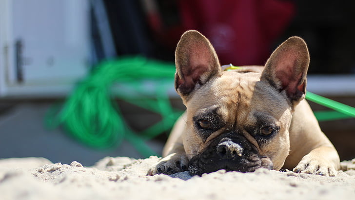 bulldog, Beach, kyst, Domburg, fransk, hund, kæledyr