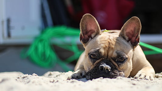 bulldog, beach, coast, domburg, french, dog, pets