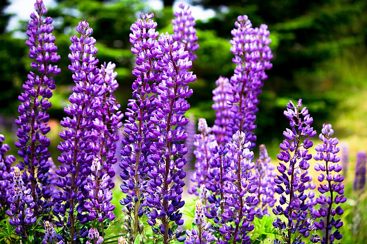 purple, floral, summer, flower, lavender, plant, nature