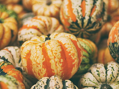 close, photo, orange, white, pumpkin, squash, vegetable