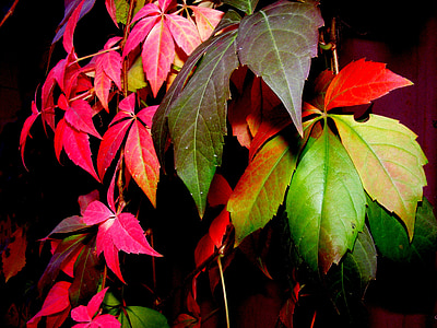 lá, mùa thu, màu, màu đỏ, màu vàng, cây
