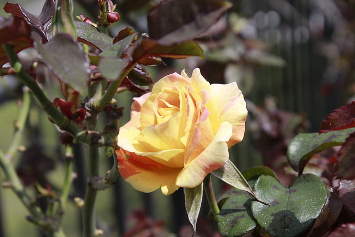 Rosa, Ecuador, Hoa, một nửa của thế giới, Hoa, thực vật