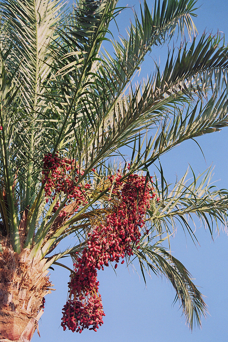 palmier dattier, Phoenix, genre de Palm, folioles, dates, fruits, Phoenix dactylifera